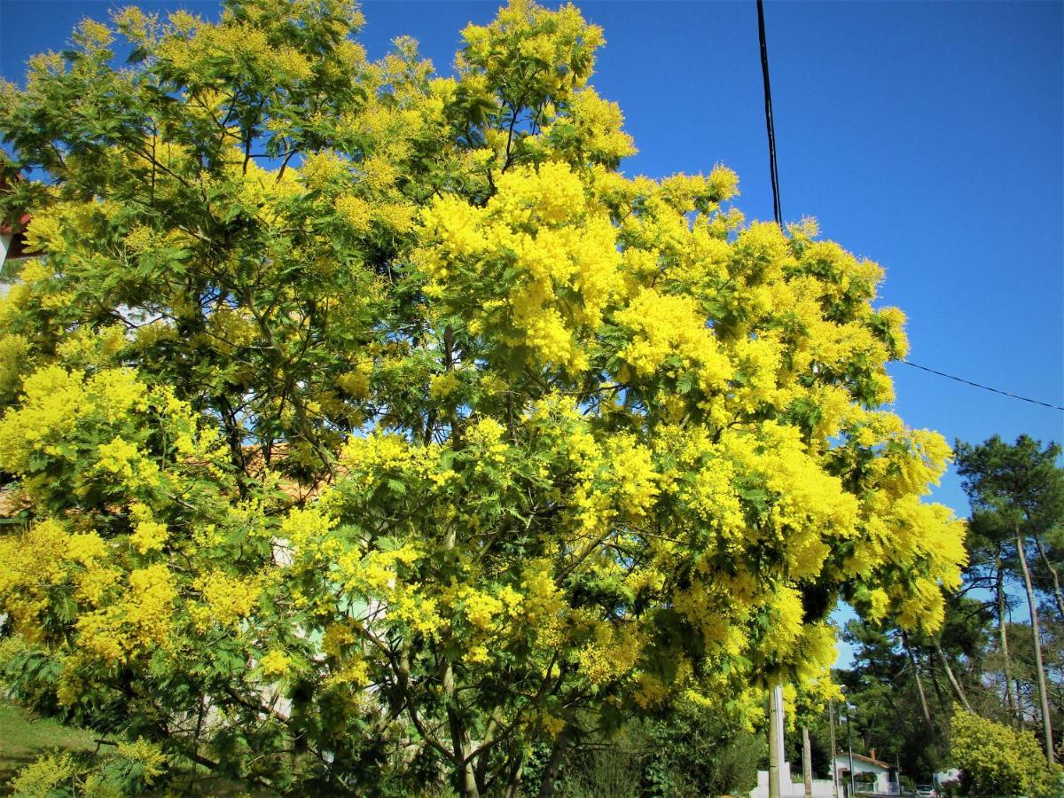 Mer A 200M,,Ds Les Mimosas En Fleur ! Ronce-les-Bains Exterior photo